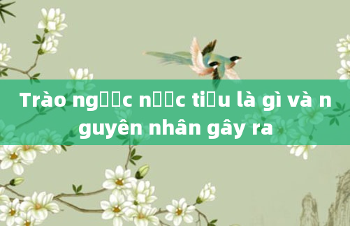 Trào ngược nước tiểu là gì và nguyên nhân gây ra