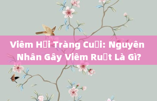 Viêm Hồi Tràng Cuối: Nguyên Nhân Gây Viêm Ruột Là Gì?