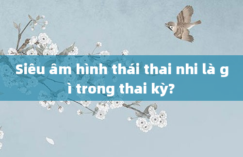 Siêu âm hình thái thai nhi là gì trong thai kỳ?