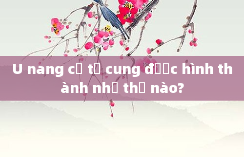 U nang cổ tử cung được hình thành như thế nào?