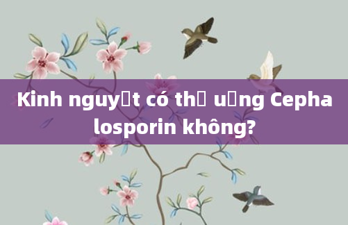 Kinh nguyệt có thể uống Cephalosporin không?