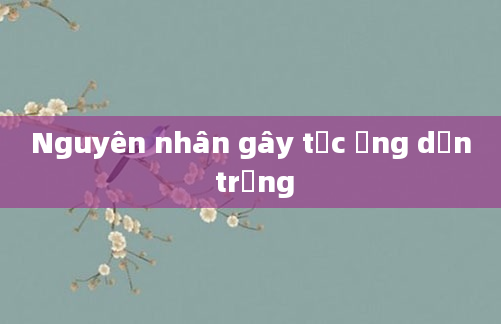 Nguyên nhân gây tắc ống dẫn trứng