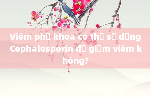 Viêm phụ khoa có thể sử dụng Cephalosporin để giảm viêm không?